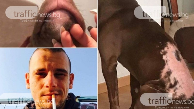 Криминален тип от Пловдив извърши неописуемо зверство с кучето си СНИМКИ 18+
