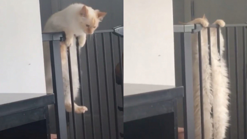 Опитът на котка да премине над ограда разсмя до сълзи мрежата ВИДЕО
