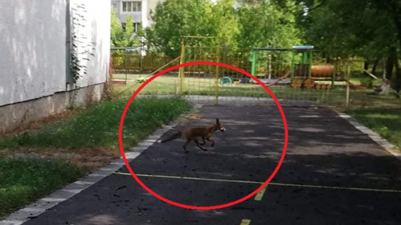 Ужас: Лисици нападнаха детска градина в София СНИМКИ