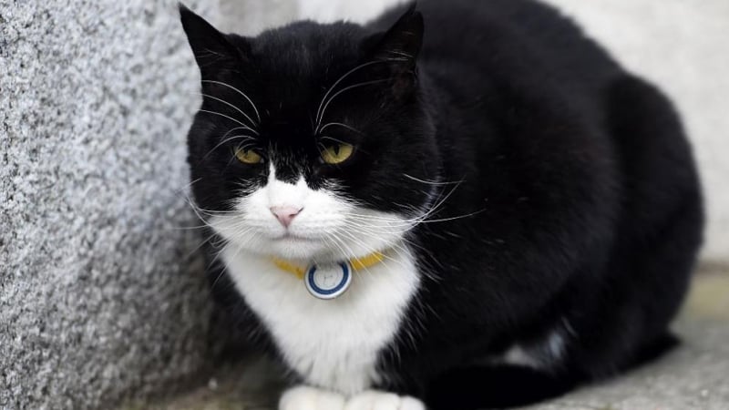 Най-известната котка във Великобритания подаде оставка ВИДЕО 