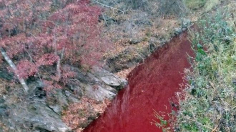 Кървава река потече в Южна Корея СНИМКА