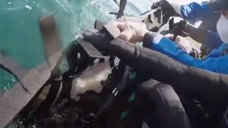Голям екшън със заседнал двуметров делфин ВИДЕО