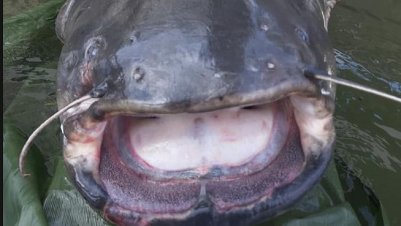 Рибар извади невиждано чудовище от Сена СНИМКИ