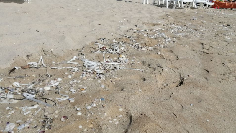 Вижте какво се появи на плажа в Албена СНИМКИ 