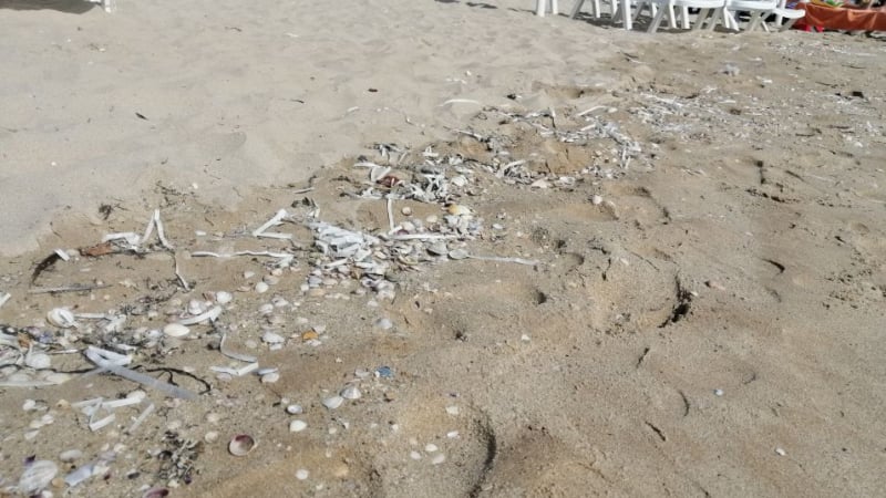 Вижте какво се появи на плажа в Албена СНИМКИ 
