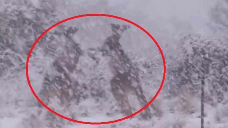 Такова нещо не се вижда всеки ден: Кенгура се избиха насред обилен сняг ВИДЕО