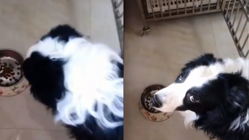 Куче с уникална реакция за храната, сипана от собственичката ВИДЕО