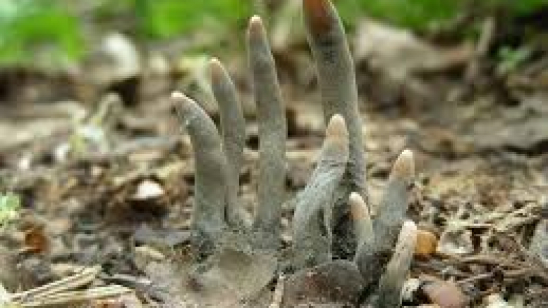 Пръсти на мъртъвци стърчат в гората! Хората са в шок СНИМКИ