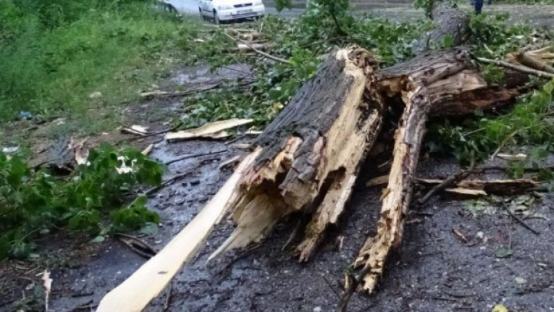 Дърво падна върху микробус и уби трима на място