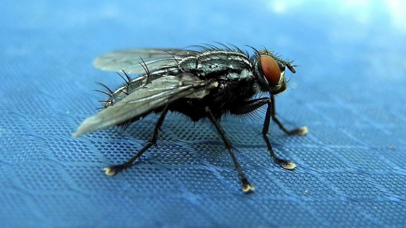 Уникално: Учени използват мухи, за да залепят хора за тавана