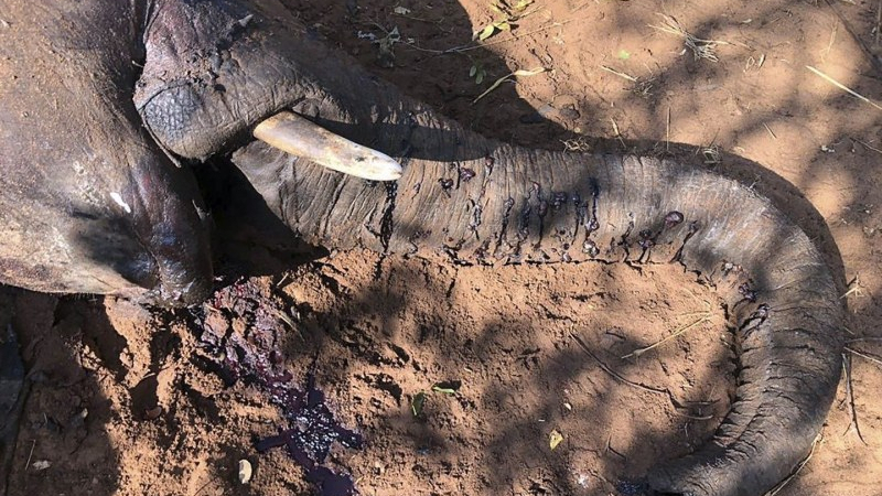 Мистериозна, масова смърт на слонове в Зимбабве 