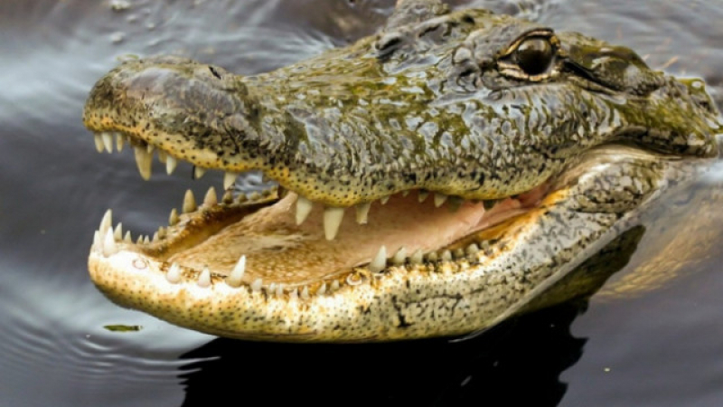 Индийче измъкна брат си от устата на крокодил  