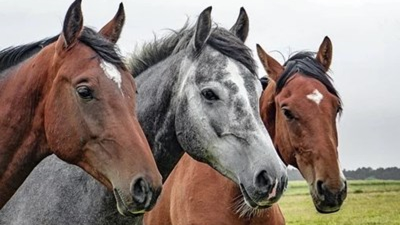 Зловещо: Необяснимо убиване и осакатяване на коне из цяла Франция