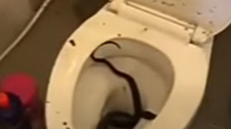 Злополука: Змия изскочи от тоалетната и захапа пениса на студент 