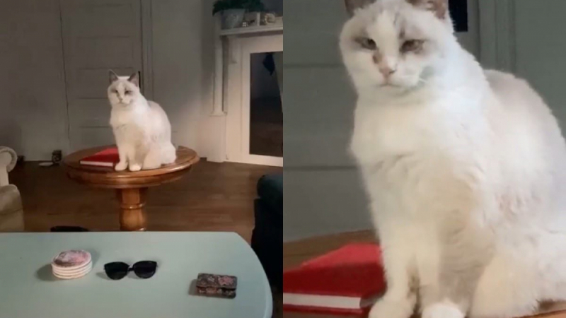 Котка, която падна от масата, разсмя социалните мрежи до сълзи ВИДЕО