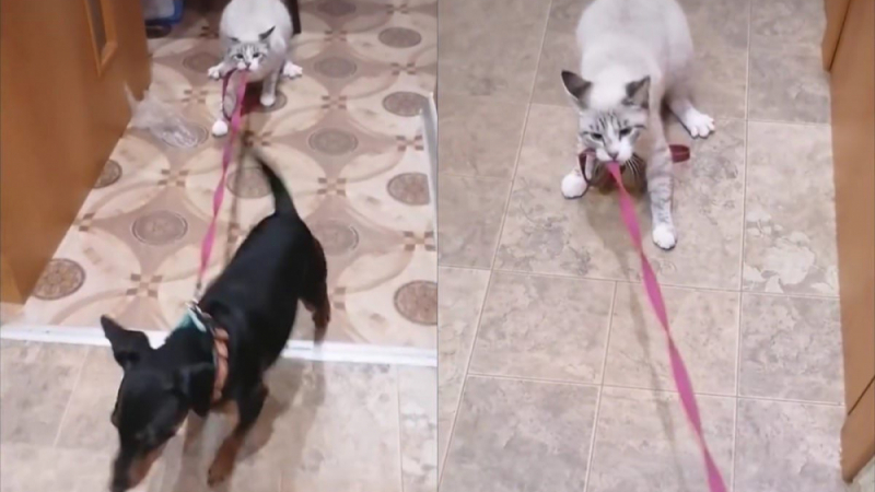 Забавно: Вижте как котка забрани на куче да ходи на разходка ВИДЕО