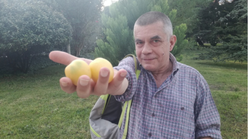 Агроном отглежда единствените в България кайсиеви домати от Перу СНИМКА