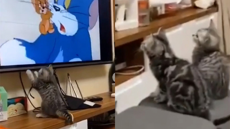 Реакцията на котенца към „Том и Джери“ ги направи хит в мрежата ВИДЕО