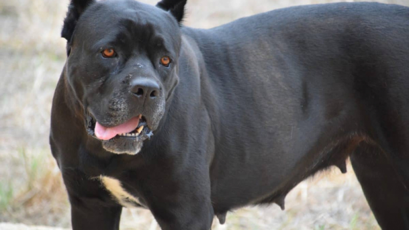 Черен звяр обезобрази младеж в монтанско село