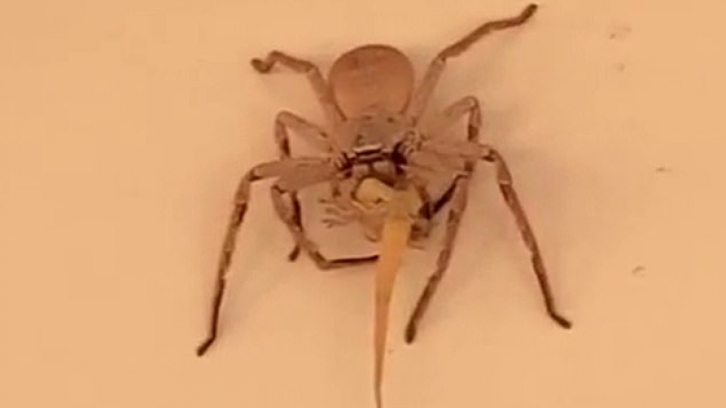 Огромен паяк изяде цял гущер и изплаши мрежата ВИДЕО