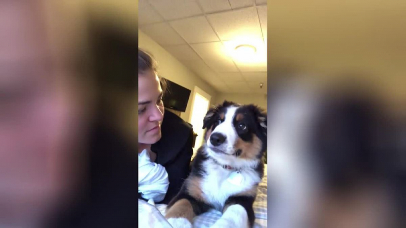 Куче отвърна на целувката на собственичката си и умили интернет ВИДЕО
