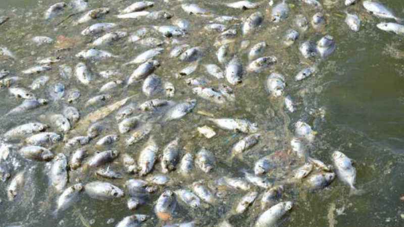 Разкри се загадката с избиването на рибата край "Черноморец"