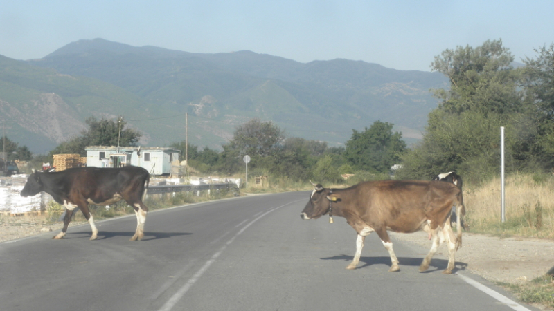 Крави и овце сътвориха транспортен ад на пътя за "Кремиковци" ВИДЕО