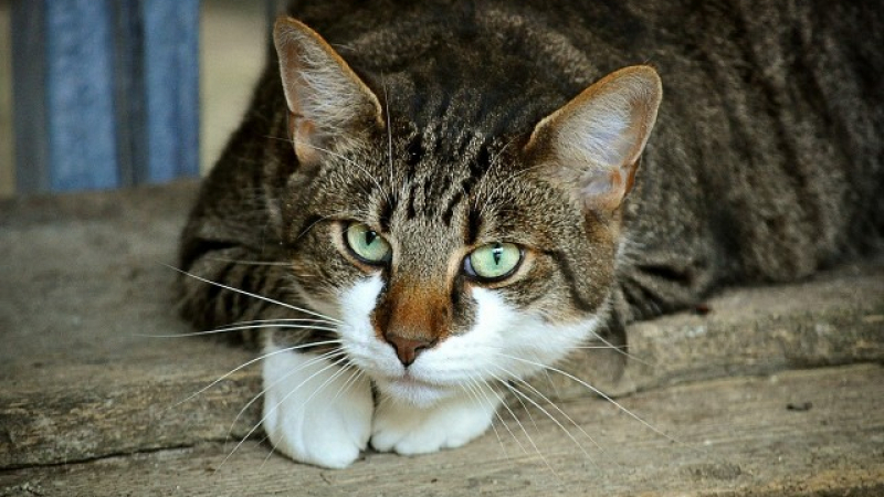 Шаш! Котка дружи с 3 кучета, които са ѝ бодигардове СНИМКА