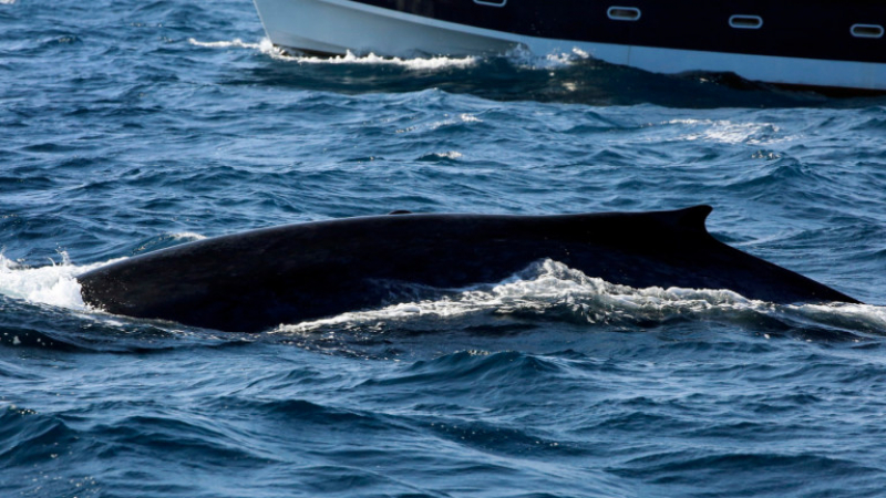 Автралия изхвърли стотици мъртви китове след спасителна акция