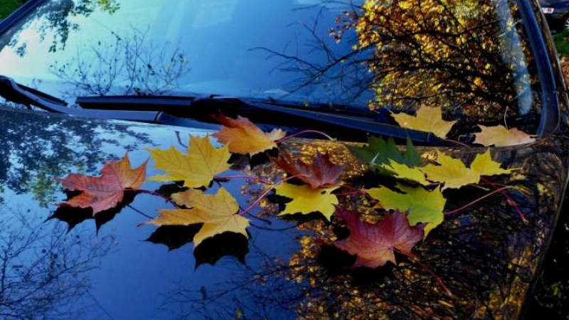 Важно: Не оставяте автомобила си под падащите листа на дърветата, защото...