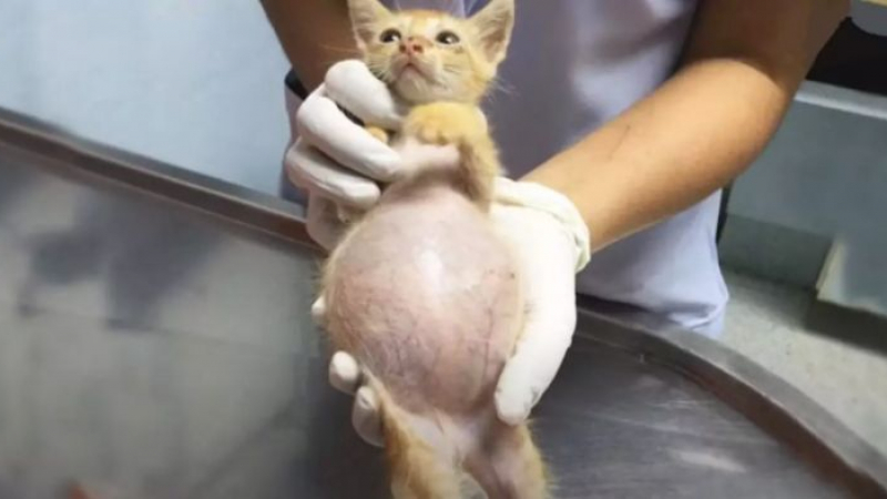Ветеринари онемяха: Коте се наду като плондер без да е яло почти нищо, оказа се... СНИМКИ
