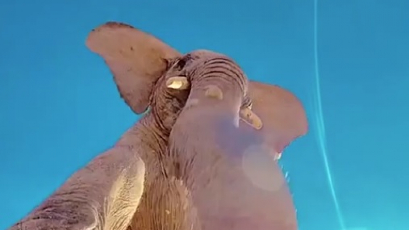 Слон записа страховито ВИДЕО на телефона на турист    
