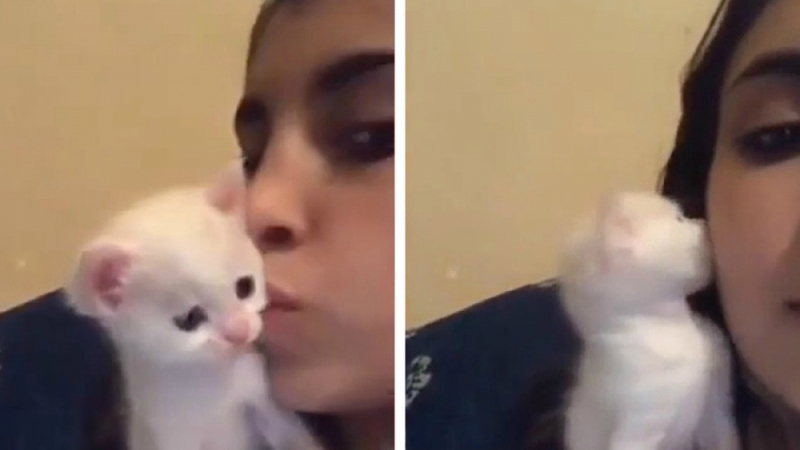Котенце отвърна на целувката на момиче и умили мрежата ВИДЕО