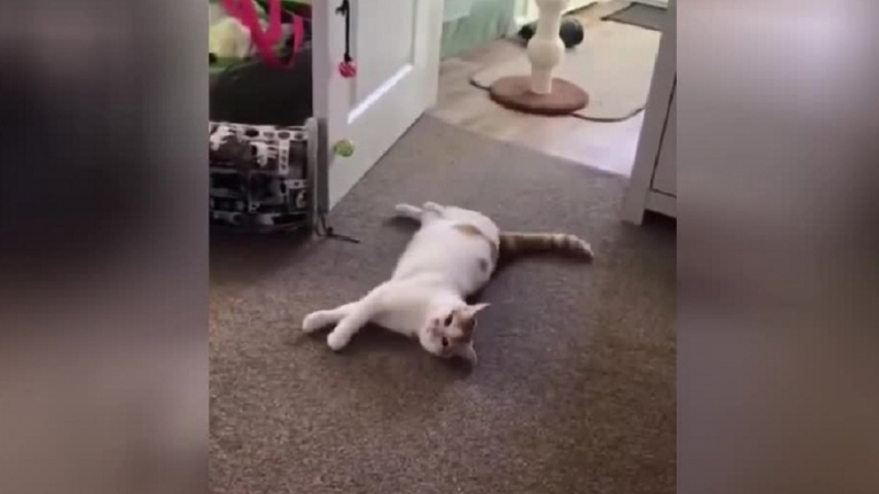 Пухкав симулант: Артистичното падане на котка разсмя интернет ВИДЕО