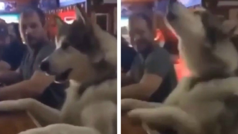 Куче, което си иска бирата в бар, се превърна в звезда в мрежата ВИДЕО