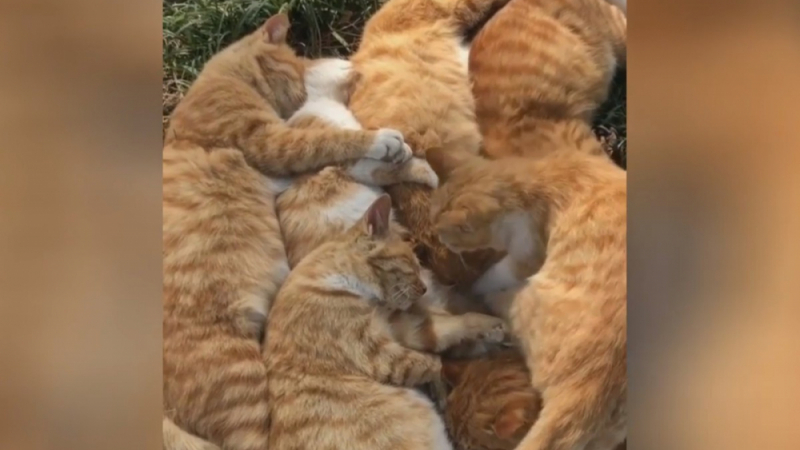 Рижа банда: Котки, заспали до дърво, умилиха мрежата ВИДЕО