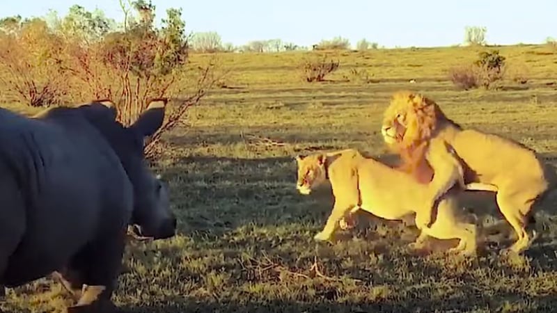 Разярен носорог развали секса на двойка лъвове и разсмя мрежата ВИДЕО 