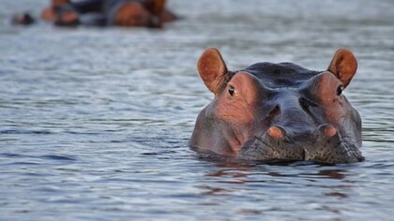 Трагичен инцидент: ВИДЕО 18+ запечата как хипопотам завлича дете в езеро