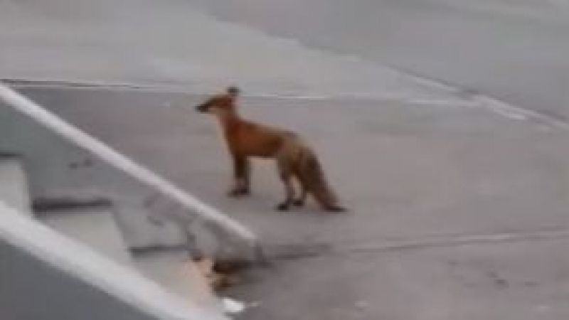 Има ли бяс лисицата, която скита из кв. "Младост" в София ВИДЕО