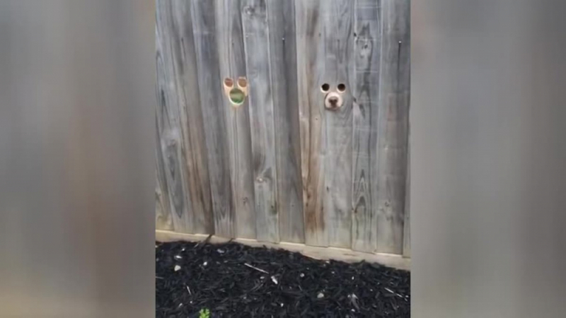 Тези кучета пазачи разсмяха до сълзи всички в интернет ВИДЕО
