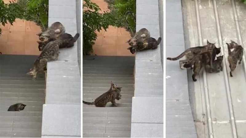 Удивително: Три котки помогнаха на котенце да се изкачи на покрива на къща ВИДЕО