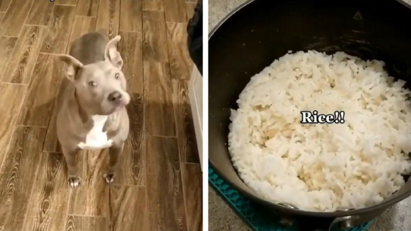 Вижте възторжената реакция на куче към варен ориз ВИДЕО