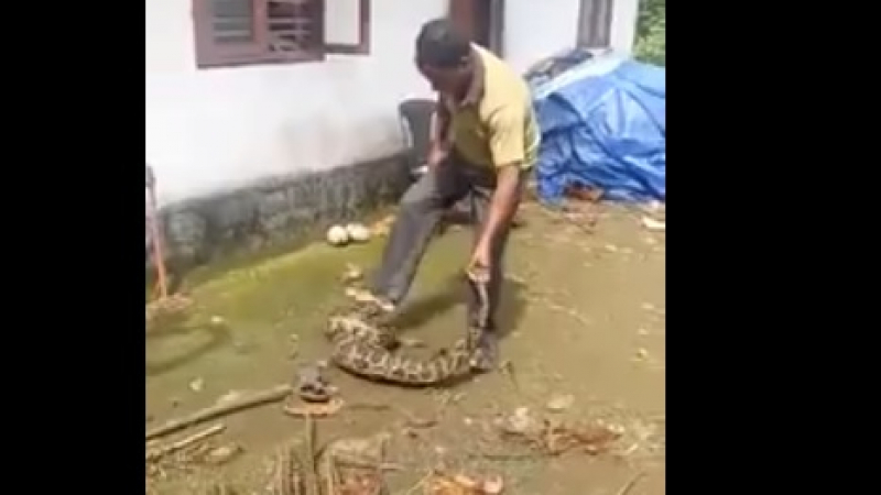 Уникално ВИДЕО: Змия глътна две кокошки, но фермер ги измъкна обратно