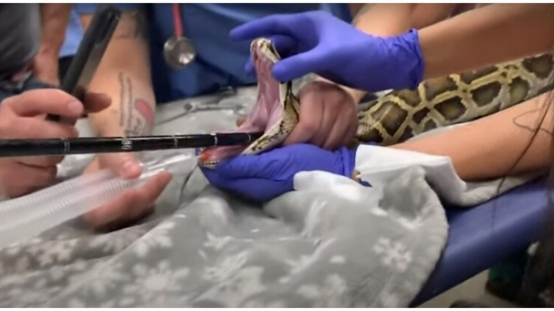 Ветеринари откриха нещо неочаквано в корема на спасен питон ВИДЕО