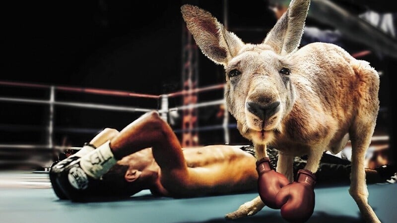Шокиращо ВИДЕО: Австралиец наби кенгуру, то го проследи до дома му за реванш 