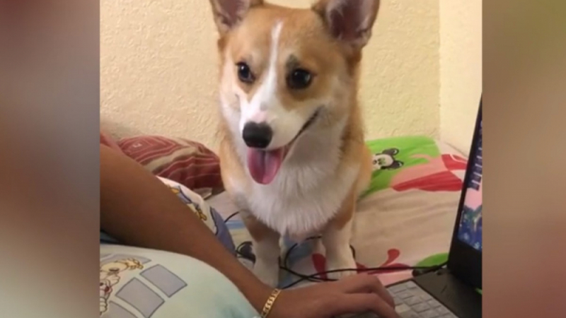 Куче упорито поиска от собственика си да играят и разсмя мрежата ВИДЕО