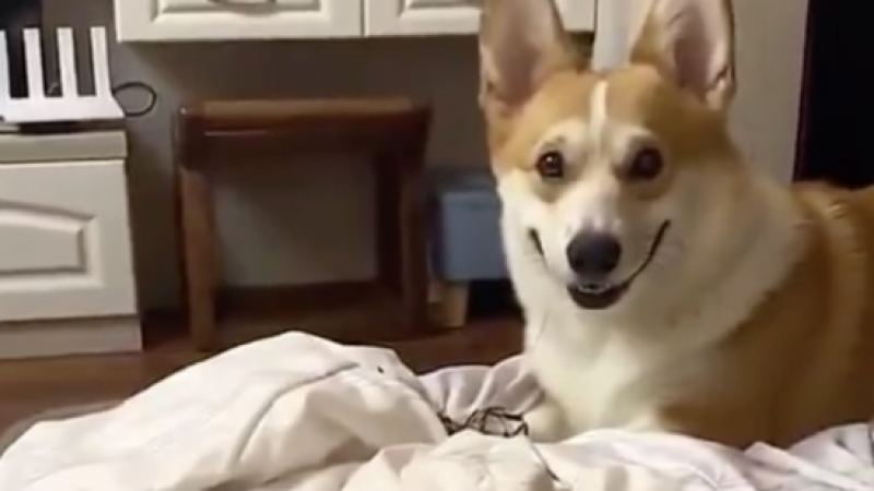 ВИДЕО запечата очарователната реакция на куче към любимо лакомство