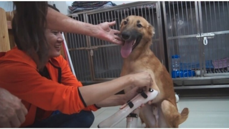 Куче започна да скача от щастие, когато получи протези СНИМКА/ВИДЕО
