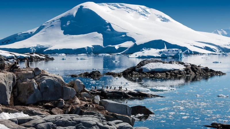 Учени са в шок от тази напаст, нападнала Антарктида
