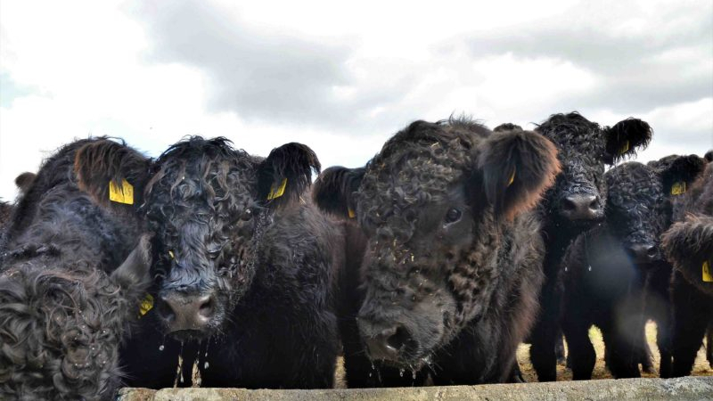 Чистокръвни говеда от невиждана порода пристигнаха у нас от Германия СНИМКИ